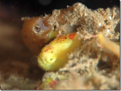 ベニカエルアンコウの幼魚