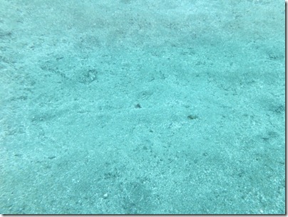 砂の中のサカタザメ