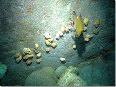 貝の集団