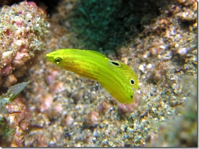 コガネキュウセンの幼魚