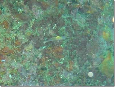 クロユリハゼの幼魚