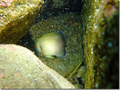 ナメラヤッコの幼魚