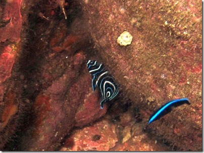 タテジマキンチャクダイの幼魚