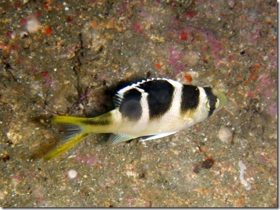 ヨコシマクロダイの幼魚