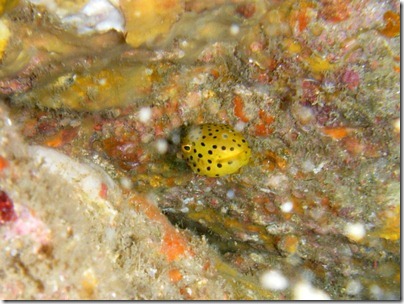 ミナミハコフグの幼魚