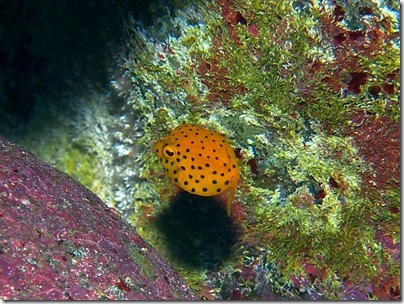 ミナミハコフグの幼魚