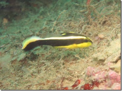 コロダイの幼魚