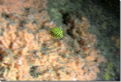 ミナミハコフグの幼魚