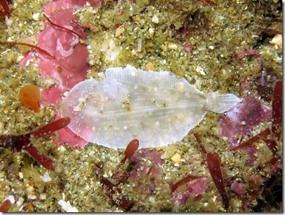 ムスメウシノシタの幼魚
