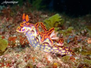 c2a8a3d72c961e82993ed8478863a6