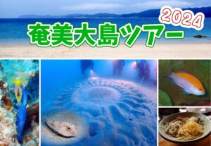 奄美大島ツアー2024開催決定！