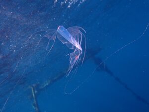 見たよ！深海魚｜黄金崎ビーチ《2026.03.27》